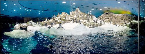 Panorama Loro Parque Planet Pinguin
